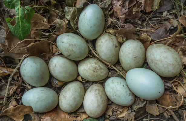 scrnli yxx5g2h5d0czvv