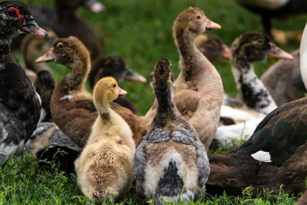 several ducks rest on ground 1024x684